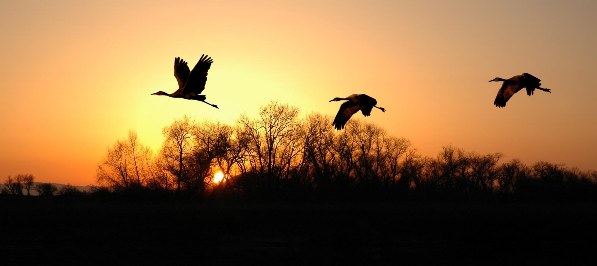 The Sacramento-San Joaquin River Delta is the largest and most important estuary on the West Coast.